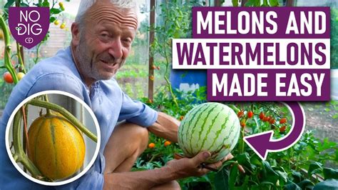 melons vids|Videos